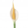 Fleur en laine - Arum Flamingo - AVEVA