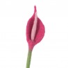 Fleur en laine - Arum Flamingo - AVEVA